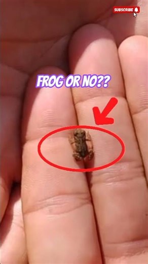 The Tiny Frog That Can Jump 30× Its Size | Nature Facts #shortvideo