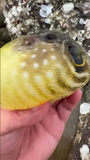 Amazing facts that will surprise you about pufferfish | Fact about pufferfish | Animal Facts