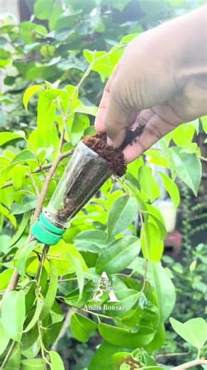 Trying Air Layering Technique with Used Plastic Bottles: Simple and easy. #airlayering #bonsaitree