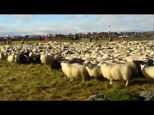 アイスランドの羊追い Sheep in Iceland