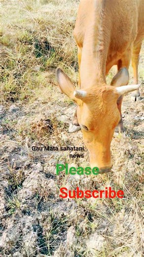 cow videos with sound // funny cow dance cow song cow videos ))