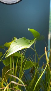 Our AquaGarden Mini Pond Kit is the coolest thing you can have to bring a touch of nature indoors! 😎 #pond #mini #cool #musthave #plants #waterfall #nature Aquascape Pond Shop Greg Wittstock the Pond Guy | Team Aquascape