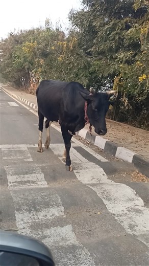 cow videos amba amba hamba hamba #animals