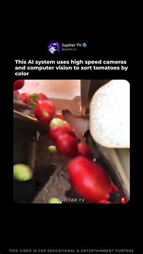This AI Machine Sorts Tomatoes in Seconds 🍅