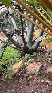 Weeding! A never ending job in the garden! With a late rain this year here in California the weeds have made a comeback! Good time to inspect my ‘babies’ in the garden as I weed!🤗🤗🤗 | Botanic Wonders