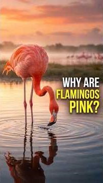Why Flamingos Are Pink and Eat Upside Down | Amazing Flamingo Facts #animalfacts #wildlife