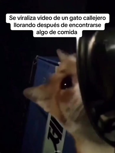 Estoy llorando | el gato