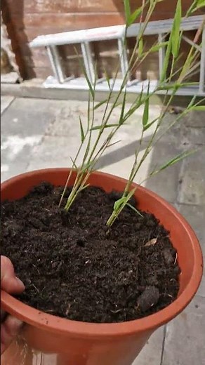Bamboo Propagation