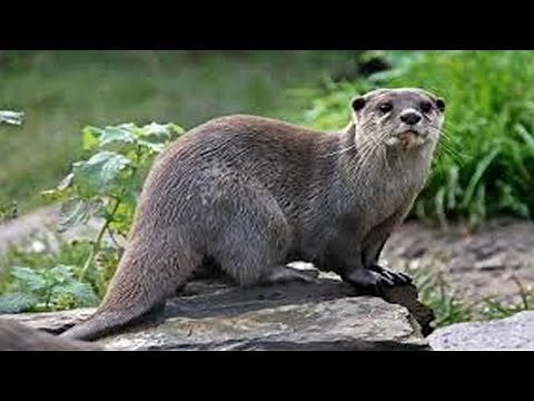 otter ASL