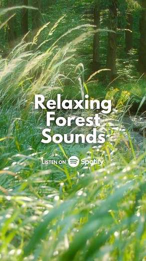 Gentle ambient forest sounds to help you focus, sleep, and find peace ✨ | Relaxing Ambient Sounds | Facebook