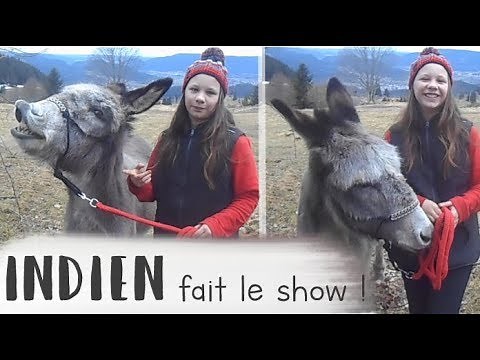 COMMENT APPRENDRE LE "SOURIRE" A SON ÂNE ? [ TUTO ]