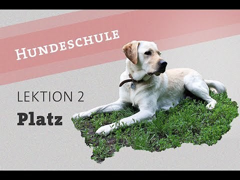Hund Befehl PLATZ beibringen Welpe Video Kommando deutsch Hundetraining Training Hunde labrador