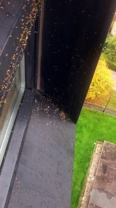 Action kills flies that plagued Sheffield council tower block