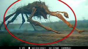 29K views · 780 reactions | Unknown Creatures Captured On Trail Cameras Experts Cannot Identify | Unexplained Mysteries Video | Facebook