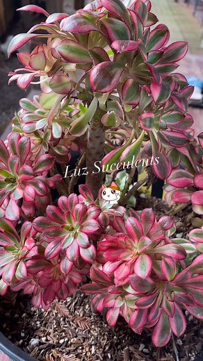 1K views · 11 shares | Aeonium Chanel Cuttings for propagation #succulents #cuttings #propagation #fblifestyletyle | Luz Yuhas | Facebook