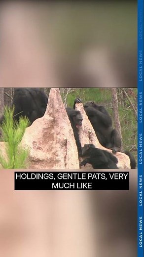 This is how CHIMPS comfort each other!