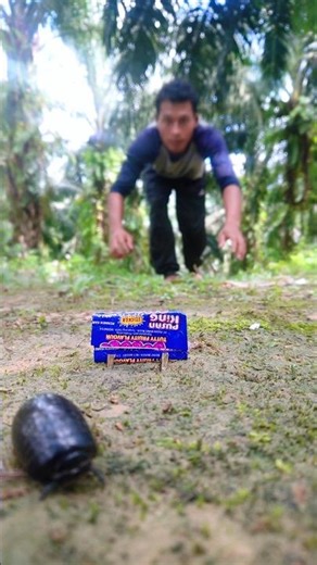 A candy-sized creature appears 🍬🟤 ##pillmillipede #shorts