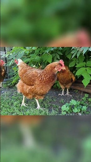 What Makes Backyard Eggs So Special?