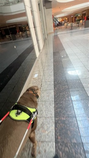 298K views · 3.7K reactions | Caption in comments. . So tell me the truth, could you see the cues easier in this reel than the last? | Blue the Guide Dog | Facebook