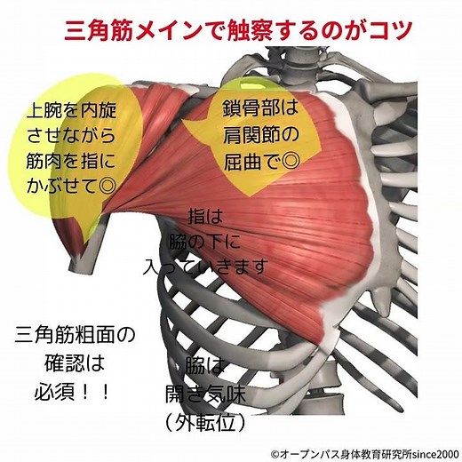 まちがいやすい触察部位：三角筋と大胸筋 #shorts #触察 #解剖学