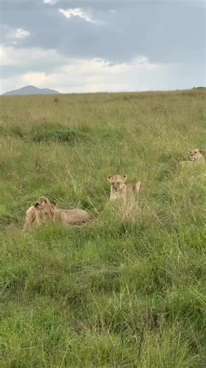 Understanding Lions: Behavior and Conservation
