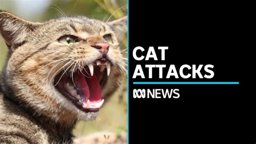 Study finds cats kill more than 300 million animals each year