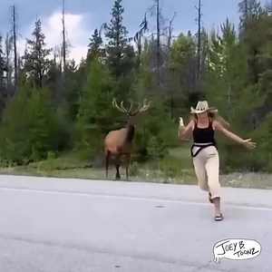 2.4M views · 65K reactions | Don't pet the fluffy cows Video courtesy Joey B. Toonz | Oklahoma City Pow Wow Club | Facebook