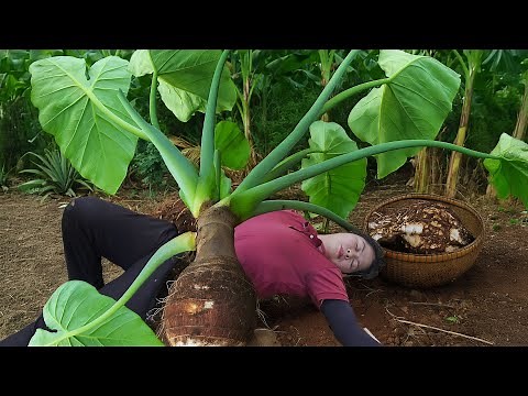 Harvesting 1000+ Wild Taro Root & Cooking Traditional Taro Cake | Rural Life
