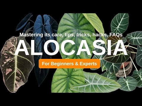 The ULTIMATE Alocasia Care Guide for Beginners & Experts | Alocasia plant tips, tricks & hacks 2025