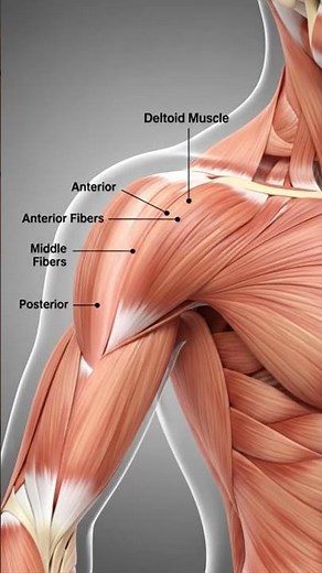 Deltoid Muscle 3D Anatomy