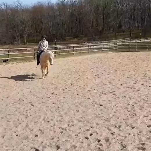 Liberty riding only with seat aids. Without secondary tools ( stick or neck rope). #libertydressage #academicartofriding #frihetsdressyr #dressage #horsemanship | Horse Vision AB