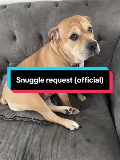 Putting in a snuggle request please #tiktoktinker #gooddog #sweetdog #fundog #dogtok