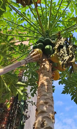 10K views · 13 reactions |  Easy Papaya Picker – Smart Homemade Bamboo Tool 省 | Desi Talent | Facebook