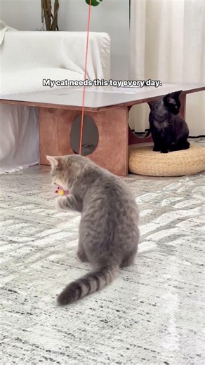 My cat can't get enough of this toy! 🤣 #catmomlife #cat #tiktokshopdeals #pettoys #cute #kitten