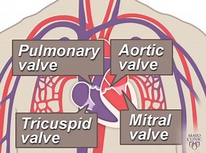 The Heart and Circulatory System - How They Work