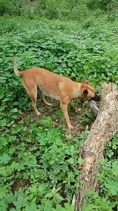 #hunting #dog #python #hunted #Amaizing #fypシ #trend #foryouシ | Simon Ronoh