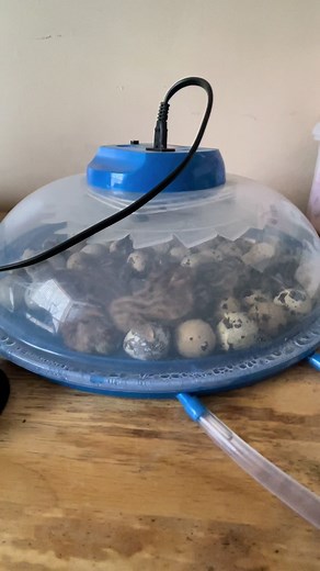 It’s hatching time!!!!!🐣#homesteading #selfsufficient #quailtok #urbanfamer #quail