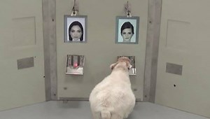 𝐒𝐡𝐞𝐞𝐩 𝐂𝐚𝐧 𝐑𝐞𝐜𝐨𝐠𝐧𝐢𝐳𝐞 𝐇𝐮𝐦𝐚𝐧 𝐅𝐚𝐜𝐞𝐬 𝐟𝐫𝐨𝐦 𝐏𝐡𝐨𝐭𝐨𝐠𝐫𝐚𝐩𝐡𝐬 Experiments suggest that sheep can recognize faces, a finding that may help us better understand neurodegenerative disorders in humans. Studies over the past decade show that sheep brainpower can be comparable to that of many primates, with sheep sometimes matching human skills, depending on the given test. The latest finding, published in the journal 𝑅𝑜𝑦𝑎𝑙 𝑆𝑜𝑐𝑖𝑒𝑡𝑦 𝑂𝑝𝑒𝑛 𝑆𝑐𝑖𝑒𝑛𝑐𝑒, show