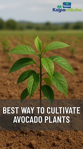 38K views · 352 reactions | Avocado plants should be planted in...