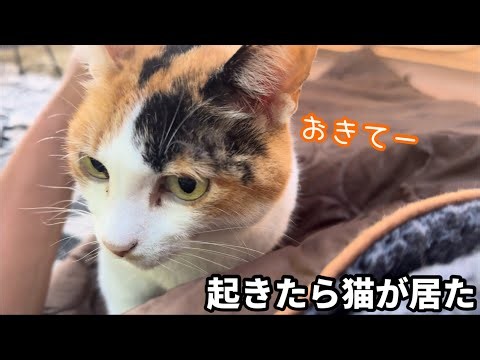 A stray cat that wouldn't leave. Waking up to a cat next to me while solo camping...