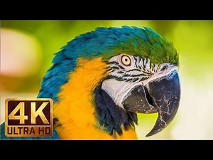 4K UHD Wild Animals - Nature Sounds, Relaxing Scenery - Trailer