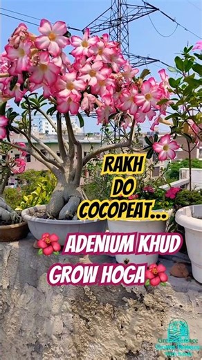 एडेनियम बीज/सीडलिंग से ऐसे बढ़ेगा 10X तेज | ADENIUM