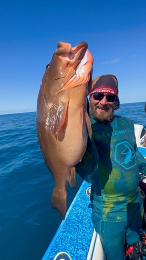 I think the math's a little off on that Fish Cob's #Spearfishing #Hogfish #SnapperFishing #UnderwaterHunting #Freediving 🤔 | Spear Life