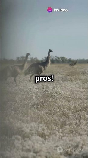 The Great Emu War of 1932