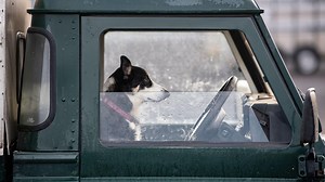 What the law says on having your dog in the front seat of car while driving