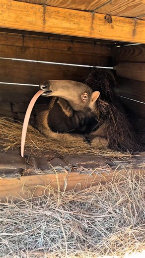 This Toothless Animal Even Lions Fear | Giant Anteater Secrets #reels #facts