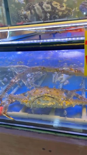 #梧棲觀光漁港 -3 #台中港 #龍蝦 #帝王蟹 #魚貨 #Wuqi Sightseeing Fishing Port #Taichang #Lobster #King Crab#Fish Goods