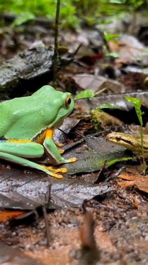 16K views · 141 reactions | Snake vs. Frog Encounter #WildlifeEncounter #NatureMoments #CaughtOnCamera #RealNatureVibes #WildlifeDocumentary | Wild Animals Talk | Facebook