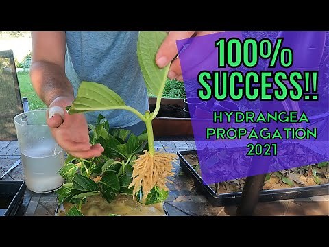 100% Success Propagating 30 Hydrangea cuttings. Late season cuttings turned into perennial garden.