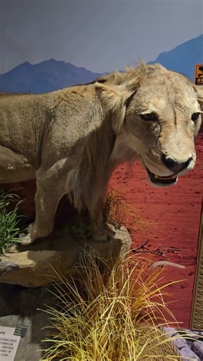 獅子住裡面有一隻雌雄同體變異獅，牠的外觀類似母獅，但卻擁有雄獅的鬃毛，這樣的特徵在世界上極為罕見。／#屏東恆春獅子住裡面 ＃SHORTS